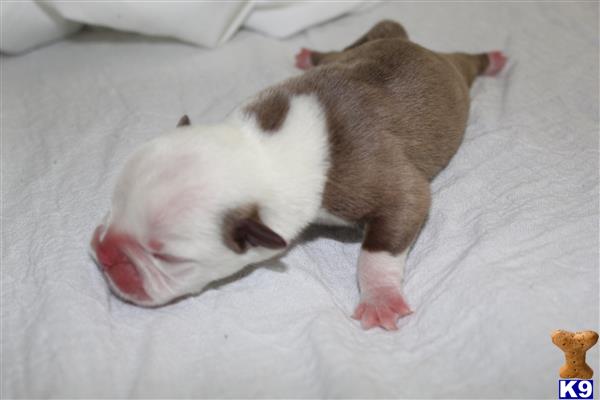 TopDawgBullz Picture 1